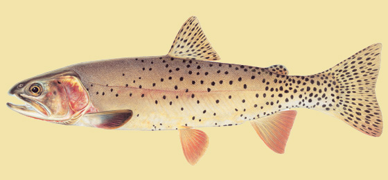 Yellowstone Cutthroat Trout